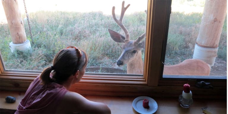The Deer Story: A Lesson in Living in the Moment