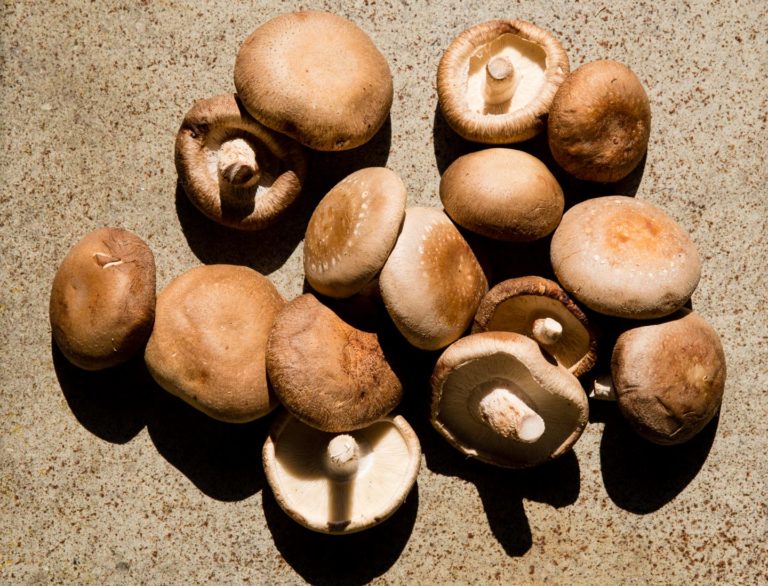 Mushrooms for Better Memory