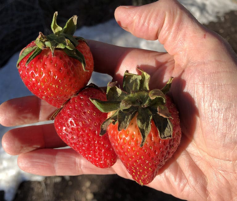 Strawberries for Longevity & Increased Healthspan