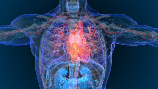 Repairing Organs: New Advancements in Regenerative Medicine