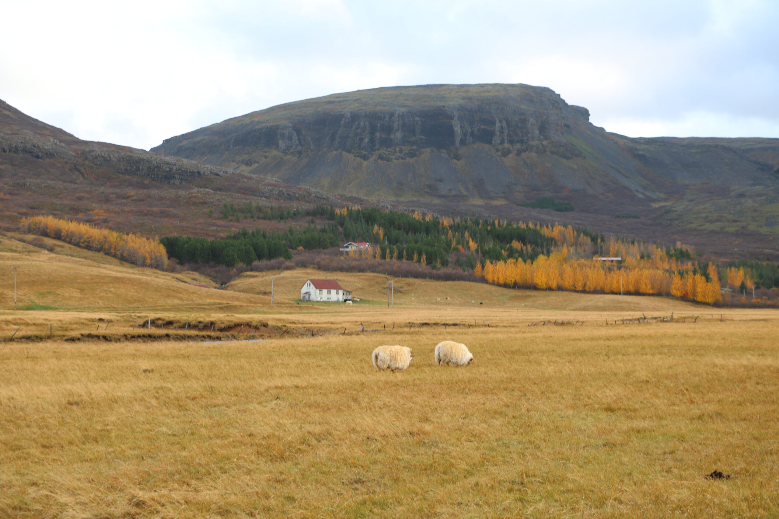 Iceland sheep farm
