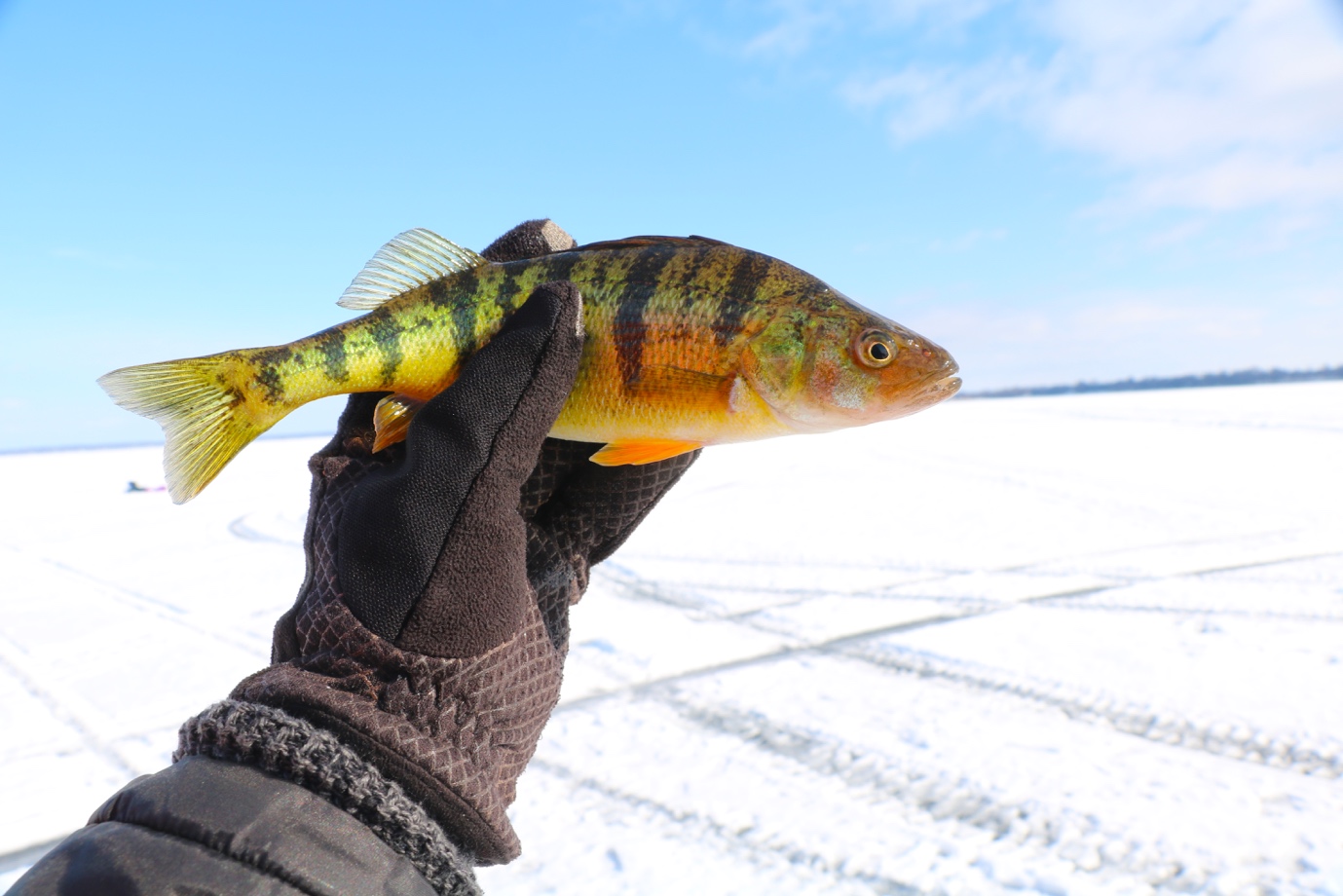 Ice-Fishing: A Canadian Adventure - AGEIST