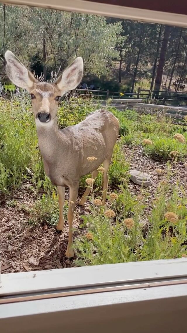 These beautiful deer captured during every season of the year. What’s your favorite season? 🌸☀️❄️🍂

Video from: @emilygracecarroll

#deer #seasons #fall #spring #summer #winter #animalwednesday #animalsdoingthings #over50 #over60 #over70 #weareageist