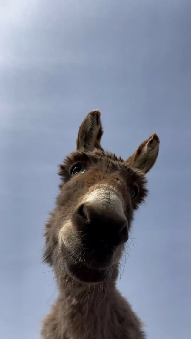 Happy Animal Wednesday, everyone! This is Jenny, a rescue from a petting zoo who at first wouldn’t come near her rescuers and now she loves to cuddle and lets them take fun videos like this. 

Share this video with a friend who you think would love Jenny. 

Video from: @kitri_farms

#animalwednesday #animalsdoingthings #animalrescue #over50 #over60 #over70 #weareageist