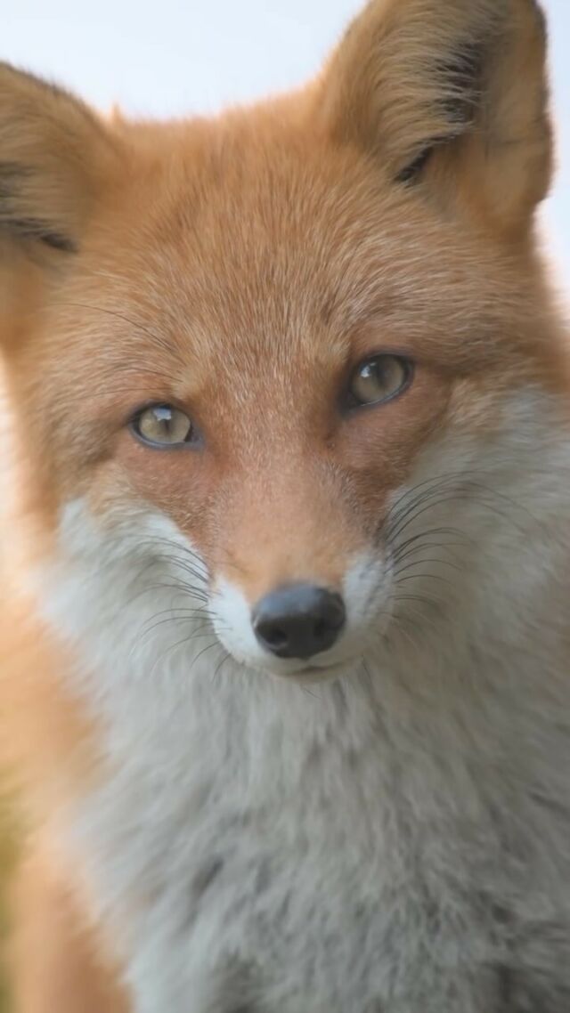 Happy Animal Wednesday from this beautiful fox! We chose the fox as one of the SuperAge types because they are curious, clever, and quick to adapt. Want to find out your SuperAge type and receive personalized, unique health tips to improve your lifestyle and longevity? Go to AGEIST.com/quiz or follow the link in our bio to take the quick quiz! 

What SuperAge type are you? 🦉🦊🐬

Video from: @yokko_graphy 

#animalsdoingthings #animalwednesday #fox #animalphotography #inspiring #over50 #over60 #over70 #weareageist