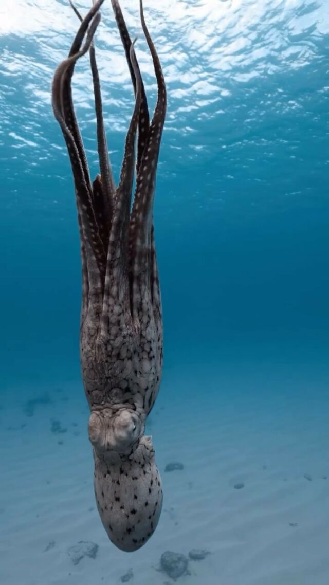 Happy Animal Wednesday from this beautiful octopus 🐙 Let’s spread some positivity. Share something that you’re grateful for in the comments. 

Video from: @brebytheresa 

#octopus #ocean #animalwednesday #animalphotography #positivity #grateful #gratitude #over50 #over60 #over70 #weareageist