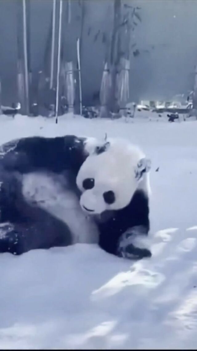 Happy Animal Wednesday from this rolling panda! Let’s spread some positivity. Share something that you’re looking forward to this week. 

Video from: @love.panda99

#panda #animalwednesday #animalphotography #animalsdoingthings #over50 #over60 #over70 #weareageist